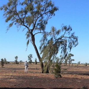 Acacia peuce, Mac Clarke reserve