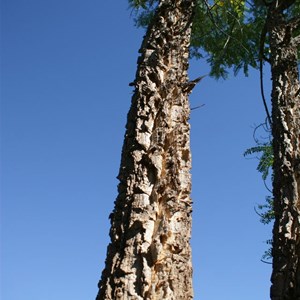 Bark of the Dragon Tree