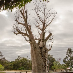 Giga Jumulu: Adansonia gregorii: 'Boab' Tree