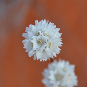 Cephalipterum  drummondii 