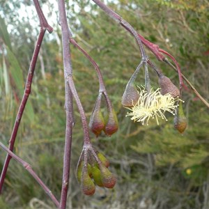 Eucalyptus sepulcralis