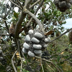 Banksia lemanniana, with unusual upsidedown cones
