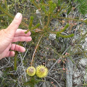 Teasel Banksia