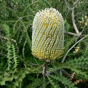 Banksia speciosa, Showy Banksia