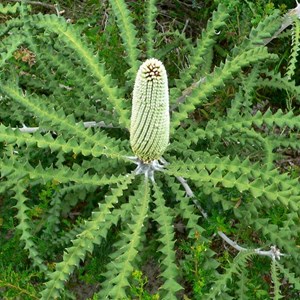 Banksia speciosa, Showy Banksia - young flower spike