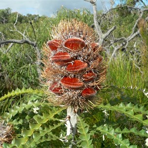 Banksia speciosa, Showy Banksia - young seed capsules