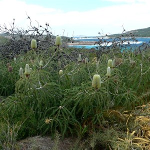 Banksia speciosa, Showy Banksia