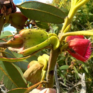 Eucalyptus tetraptera buds