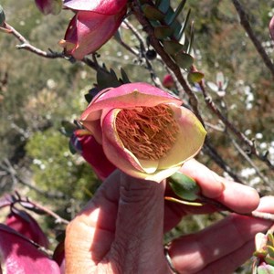 Qualap Bell showing small flowers enclosed in the pink bracts.