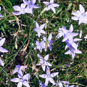 Tufted Bluebell, Wahlenbergia communis