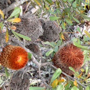 Banksia ornata showing persistent old flowers