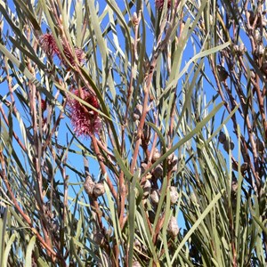 Grass-leaved Hakea showing woody seed capsules