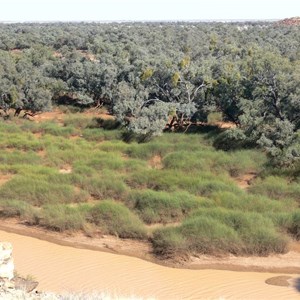 Rounded hummocks of Lignum in Diamantina River, Diamantina Gates, Qld.