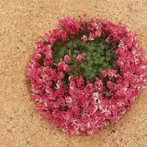 Wreath Flower