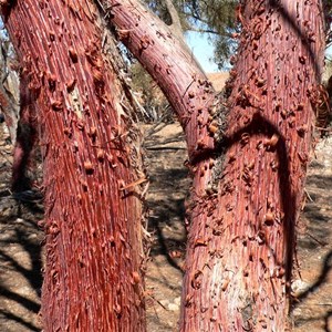 Miniritchi bark of Red Mulga