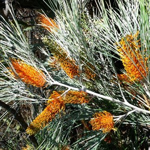 Grevillea pteridifolia, Gibb River Road, WA