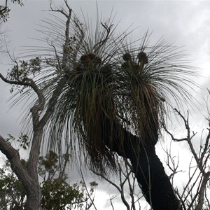 Kingia australis, Stirling ranges NP. WA