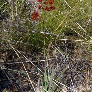 Scarlet bloodroot - Haemodorum coccineum