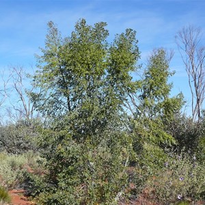 Desert or Native Poplar - Codonocarpus cotinifolius 