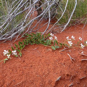  Desert Pepperflower - Diplopeltis stuartii 
