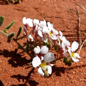 Desert Pepperflower