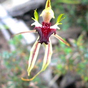 Spider or Mantis Orchid