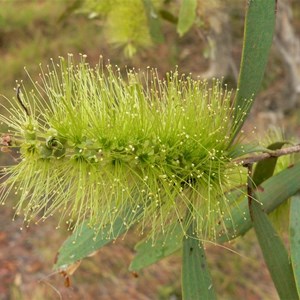 Cadjeput flower