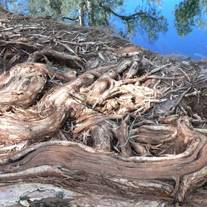 Cadjeput roots stabilise the banks of a waterhole, east Pilbara