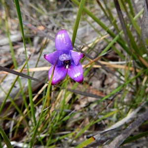 Blue Enamel Orchid