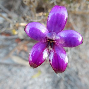 Purple Enamel orchid