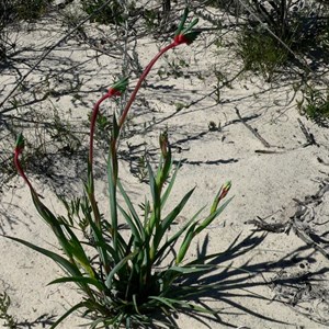 Kangaroo Paw plant with flower buds