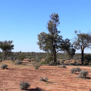 Casuarina pauper near Maralinga, SA