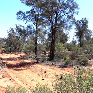 Casuarina pauper, Great Victoria Desert.