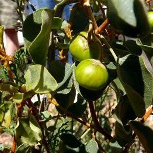 Solanum orbiculatum at Maralinga