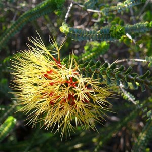 Beaufortia squarrosa, Kalbarri NP, WA