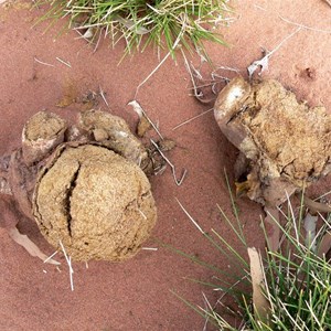 Pisolithus albus, Puffball Fungus, Canning Stock Route