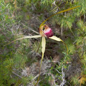 Spider Orchid 