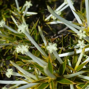 Common Pinheath - Styphelia tenuiflora