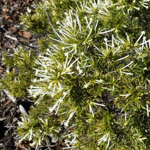 Common Pinheath - Styphelia tenuiflora