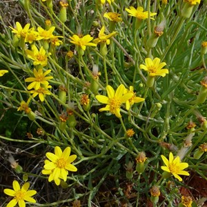 Fleshy Groundsel or Annual Yellow-top - Senecio gregorii