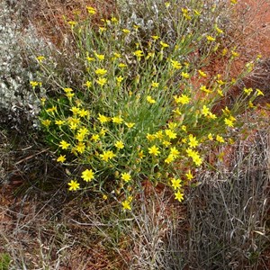 Fleshy Groundsel or Annual Yellow-top - Senecio gregorii