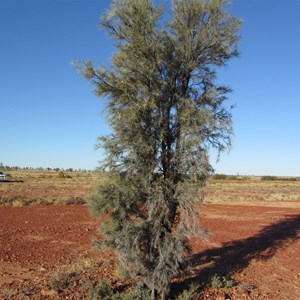 Young Acacia peuce or Waddy Wood