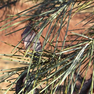 Acacia peuce with pods (young)