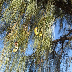 Mature Acacia peuce with seed pods