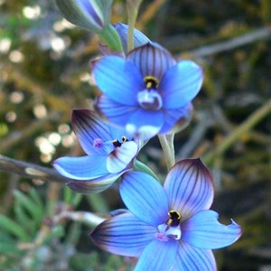 Blue China orchid, Fitzgerald River NP, WA