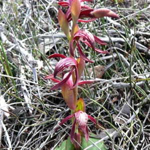 Redbeak orchid near Bremer Bay, WA