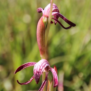 Redbeak orchid, Pyrorchis nigricans