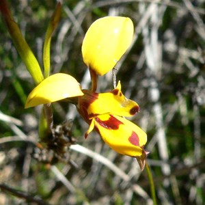Swamp Bee Orchid near Esperance WA