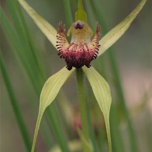 Broad lipped Spider Orchid