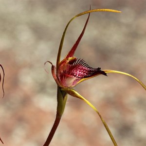 Broad lipped spider orchid, Caladenia applanata